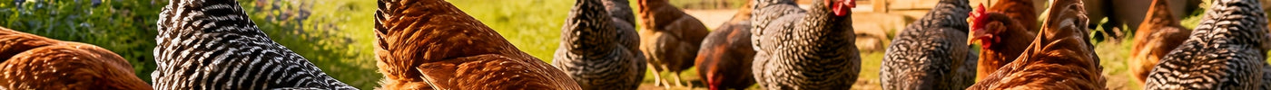 Flock of healthy chickens foraging in a sunny Texas homestead yard with a sturdy coop