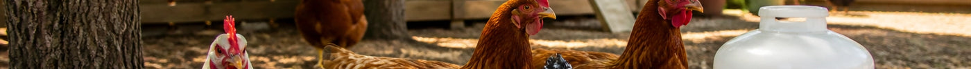 Vibrant Texas backyard chicken coop in mid-summer with happy hens staying cool