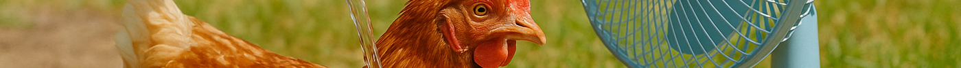Keeping Chickens Cool: How to Help Your Flock Beat the Summer Heat