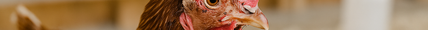 Fowl Pox in Chickens: What It Is, How to Treat It, and How to Prevent It.