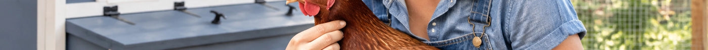 Backyard chicken keeper gently checking a hen’s crop