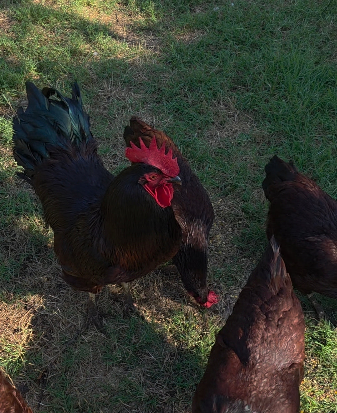 Roosters – Wise County Chicken Farm