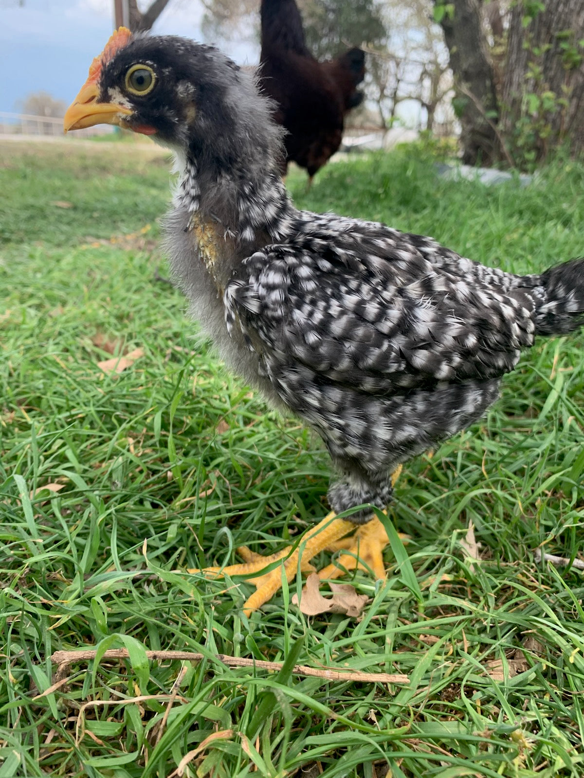 Barred Plymouth Rock Started Pullet Chicks