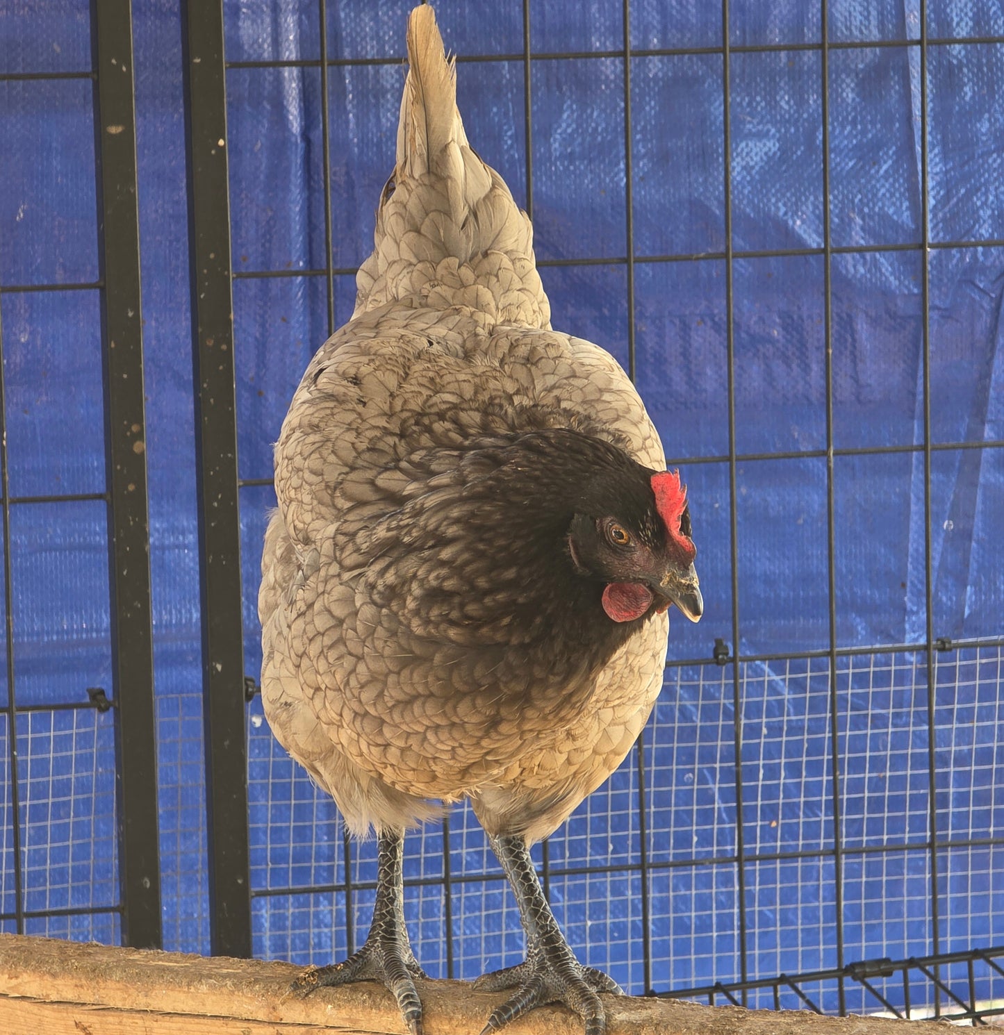 Sapphire Gems Laying Hen