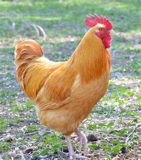 Buff Orpington Started Pullets