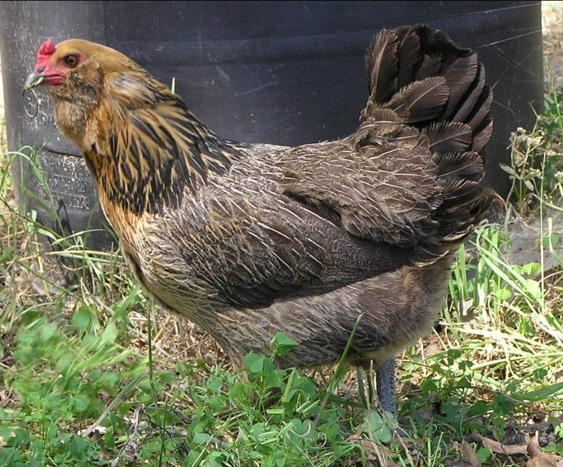 Easter Egger Pullet Chicks
