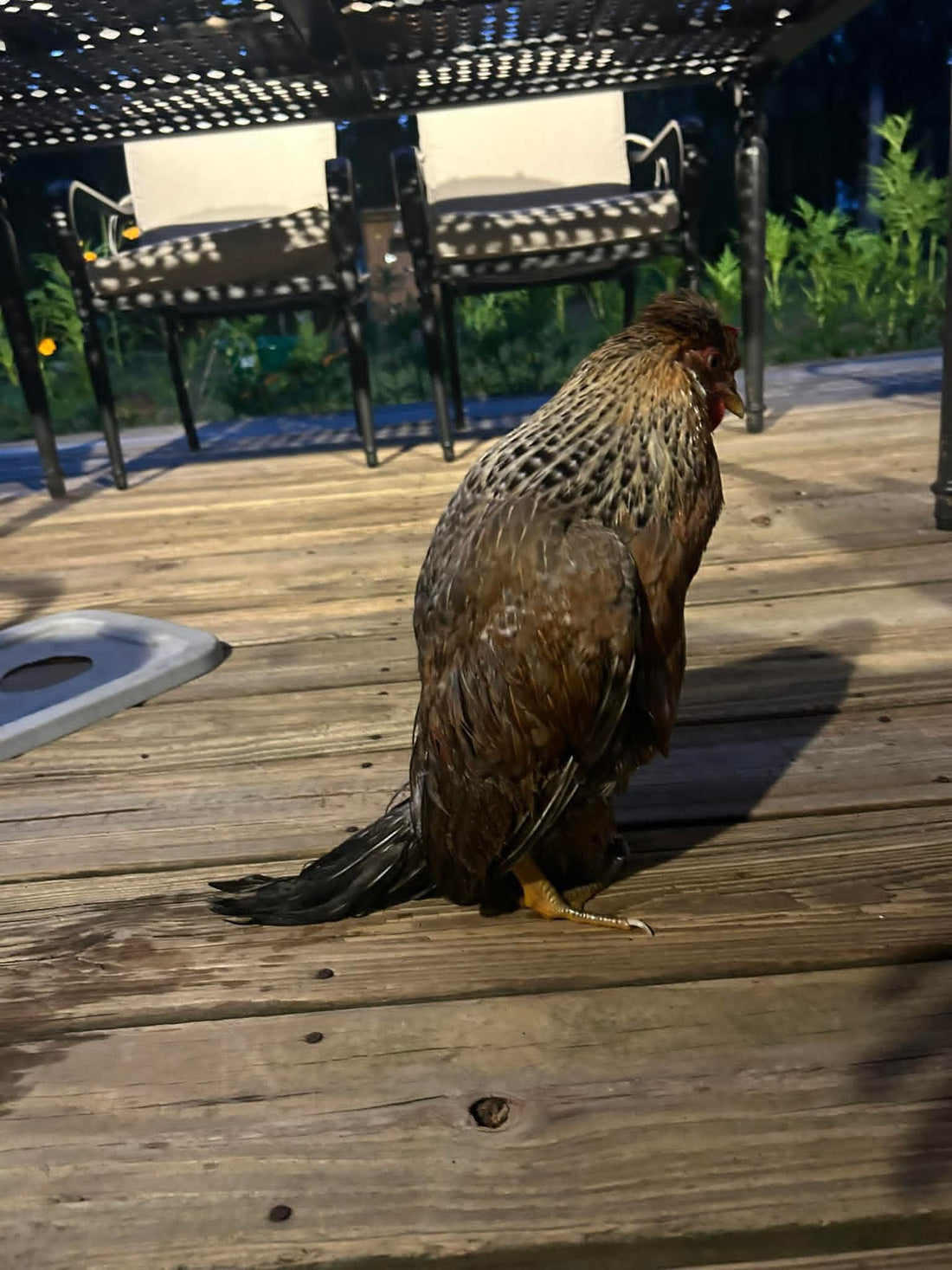 Egg Bound Chickens: What You Need to Know