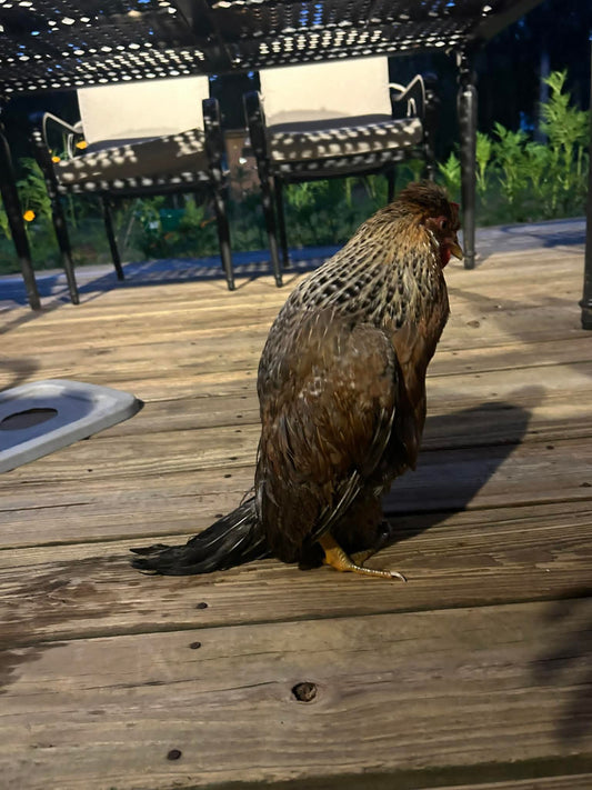 Egg Bound Chickens: What You Need to Know