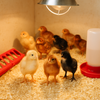 Coccidia in Chicks and Chickens: What You Need to Know