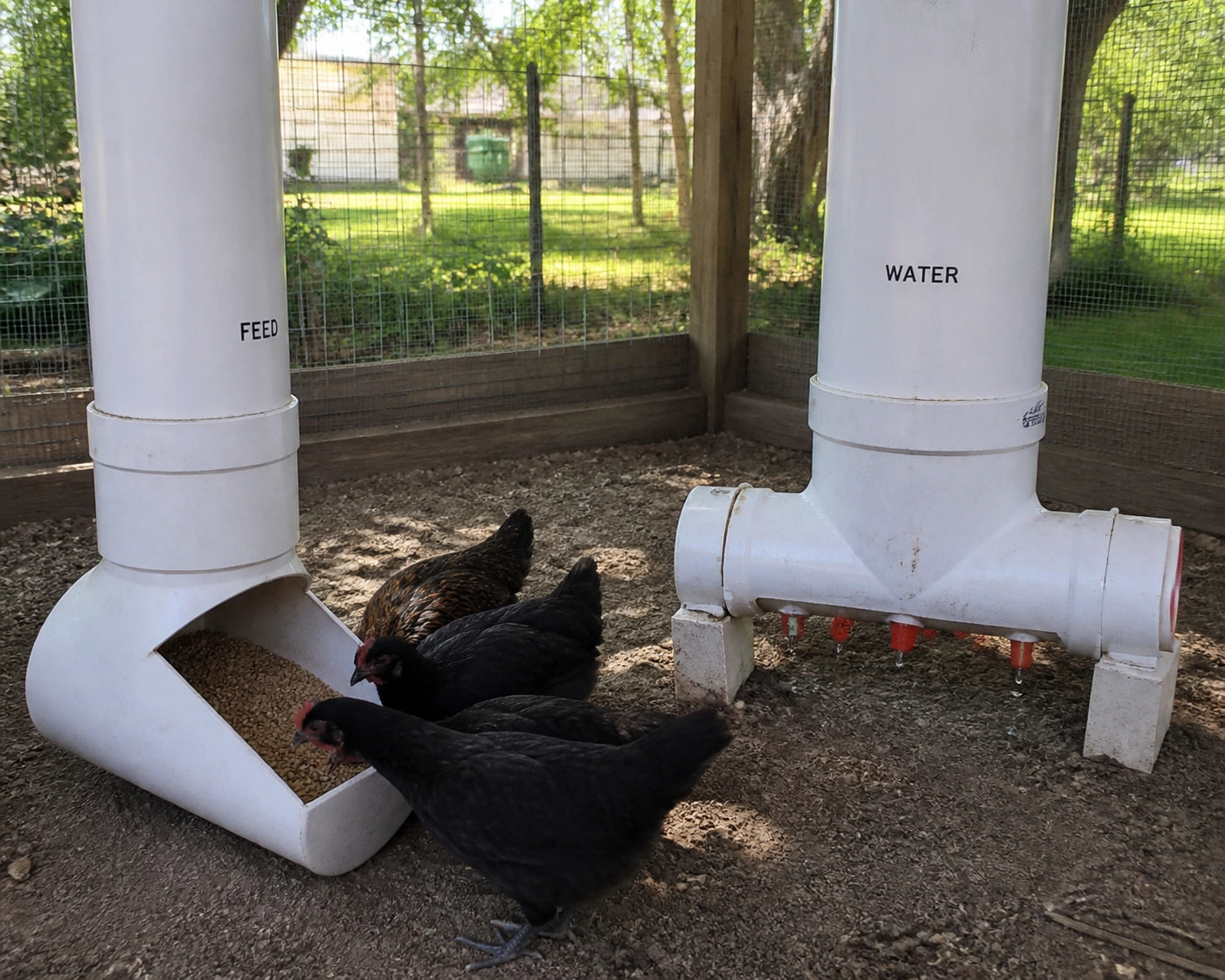 Rustic DIY PVC chicken feeder and waterer set up in a shaded Texas coop