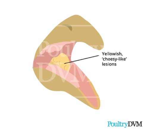 Yellow caseous canker lesions in the mouth of a chicken