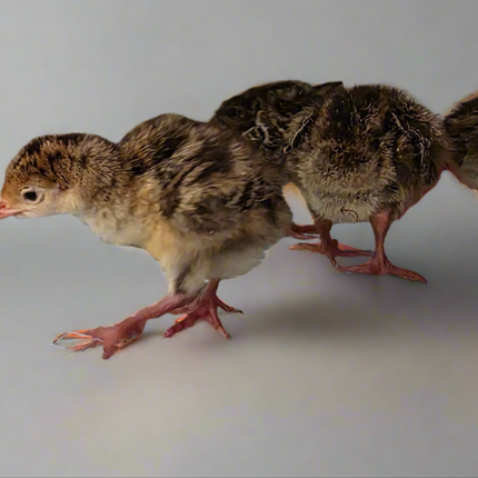 Collection image for: Game and Exotic Fowl