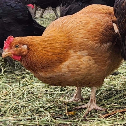 Collection image for: Chickens