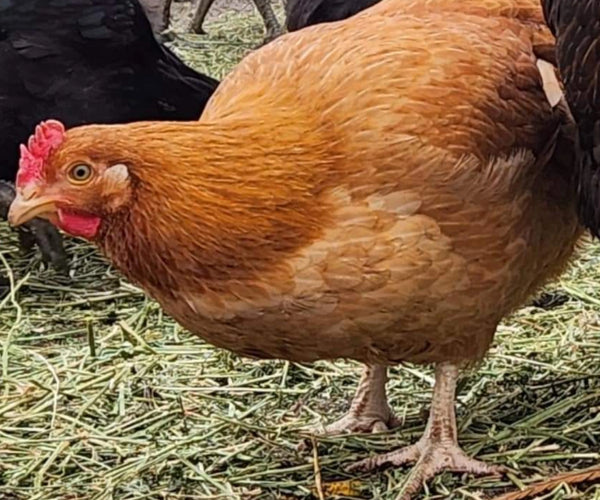 Chickens – Wise County Chicken Farm