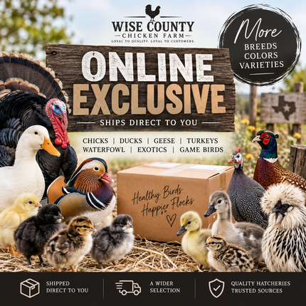 Collection image for: Online Exclusive