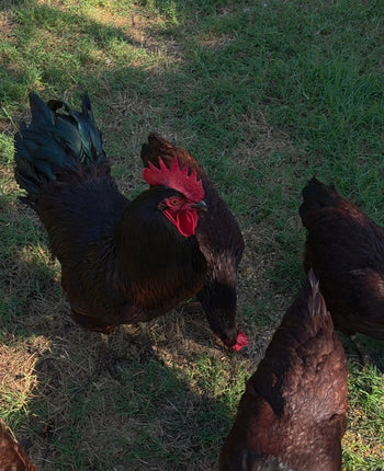 Wise County Chicken Farm photo 7