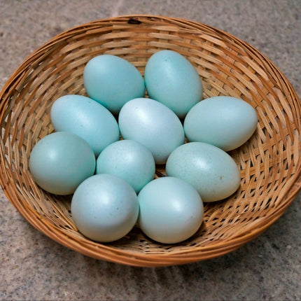 Collection image for: Hatching Eggs