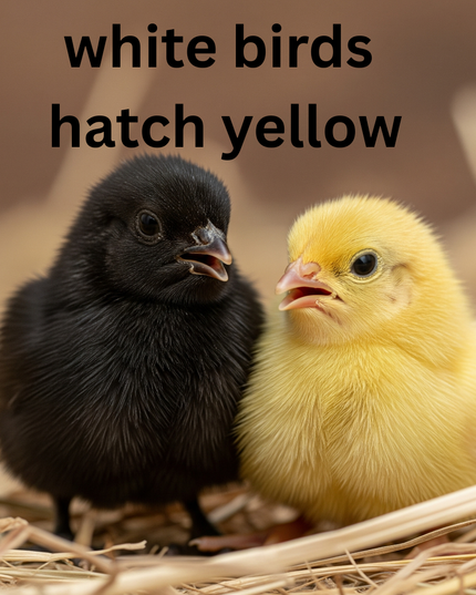 Black and White Edition Quail hatching eggs