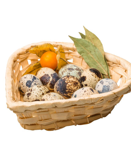 Fresh Quail Eggs Laid in the US