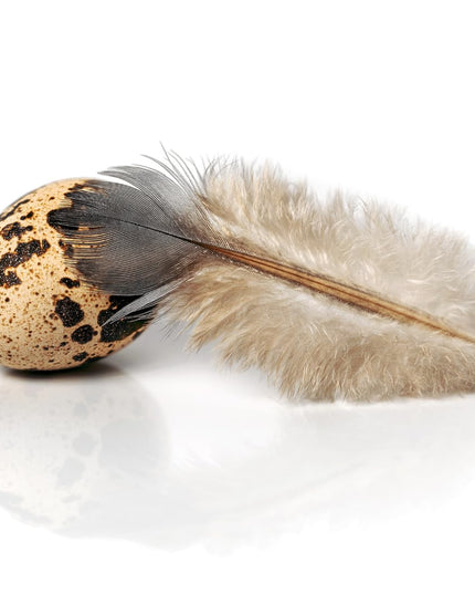 Fresh Quail Eggs Laid in the US