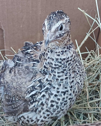 Falb-Fee Quail Hatching Eggs