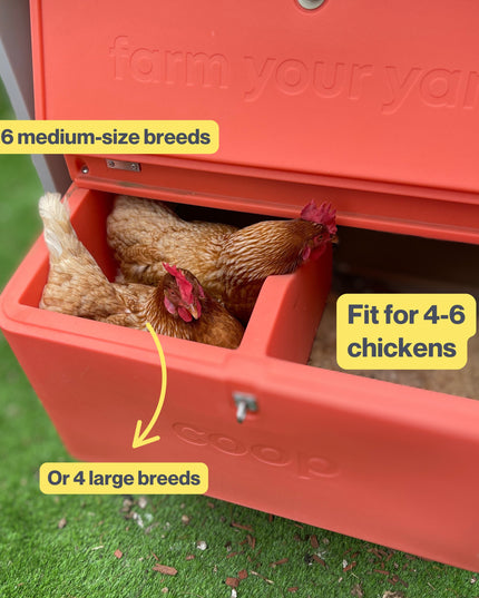 The Smart Coop + Base (+ Free Chicks! 🐣)