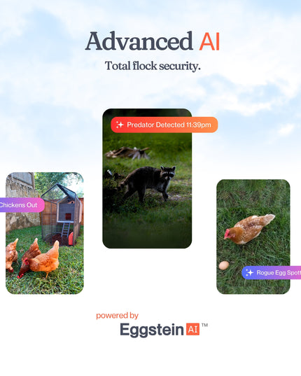 The Smart Coop + Steel Run (+ Free Chicks! 🐣)