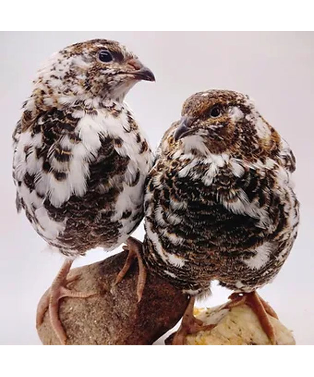Jumbo Progressive Pied Collection hatching eggs