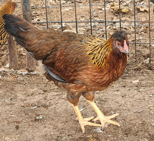 ***PREORDER - MAY 13th*** Olive Egger Pullets - 12-14 Weeks Old