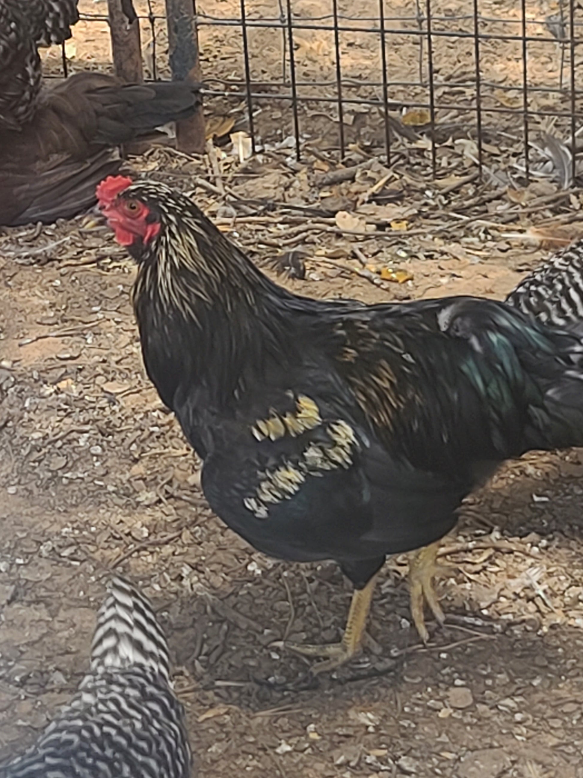 ameraucana rooster