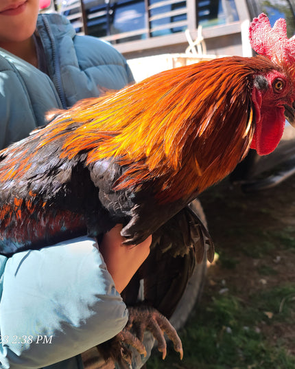 French Black Copper Maran Started Pullets