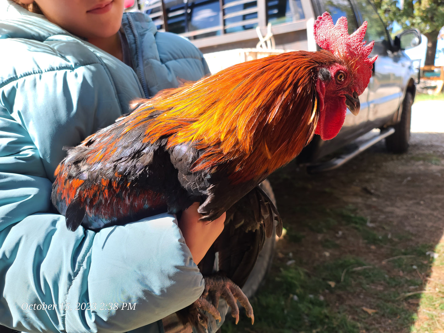 ***PREORDER*** 20 LEFT!! French Black Copper Marans Day Old Chicks