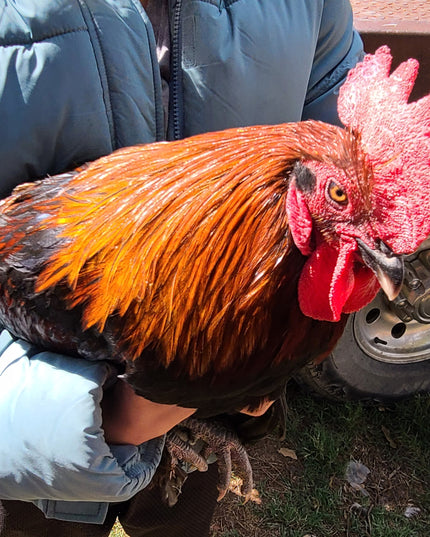 French Black Copper Maran Started Pullets