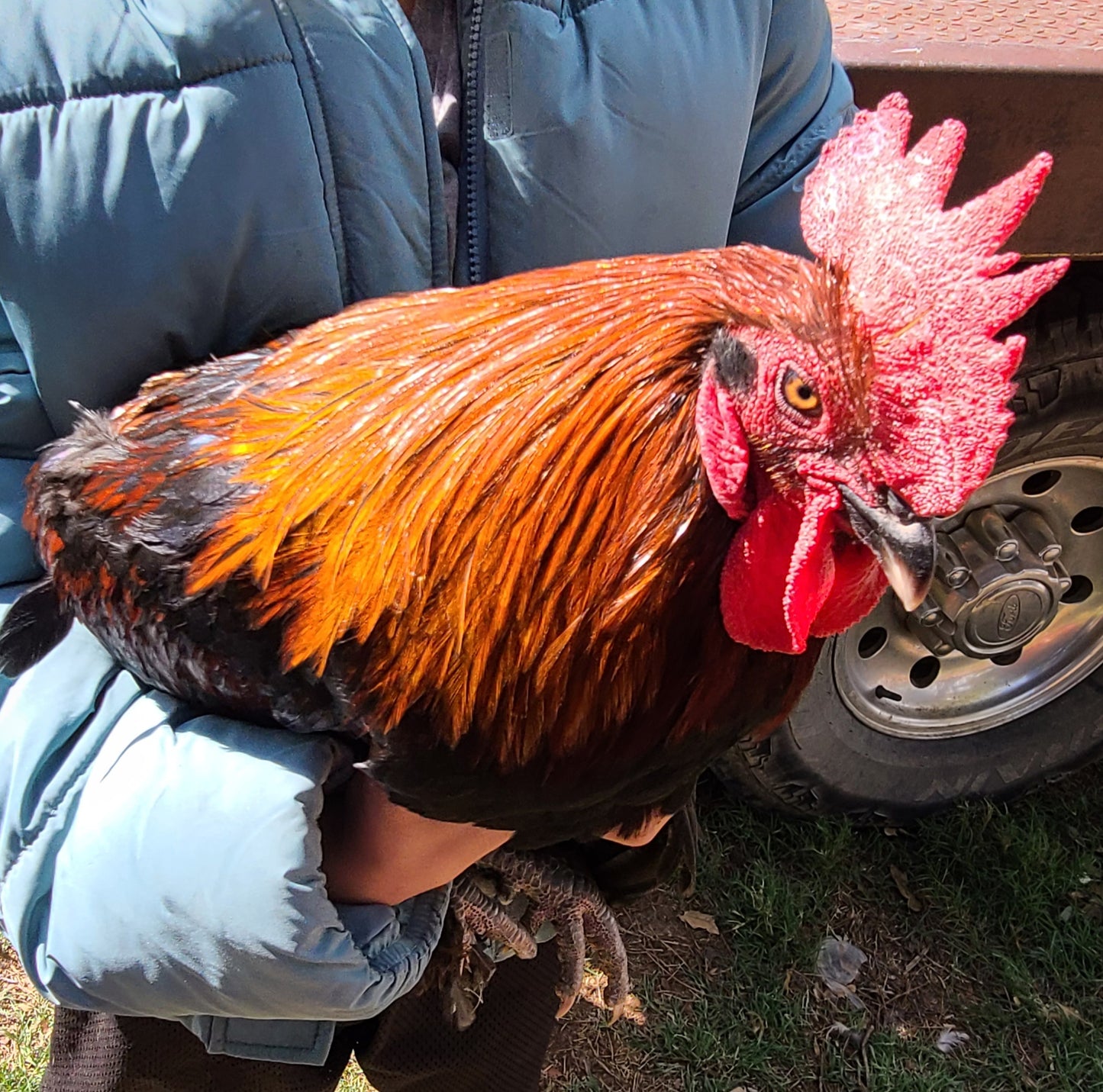 ***PREORDER*** 20 LEFT!! French Black Copper Marans Day Old Chicks