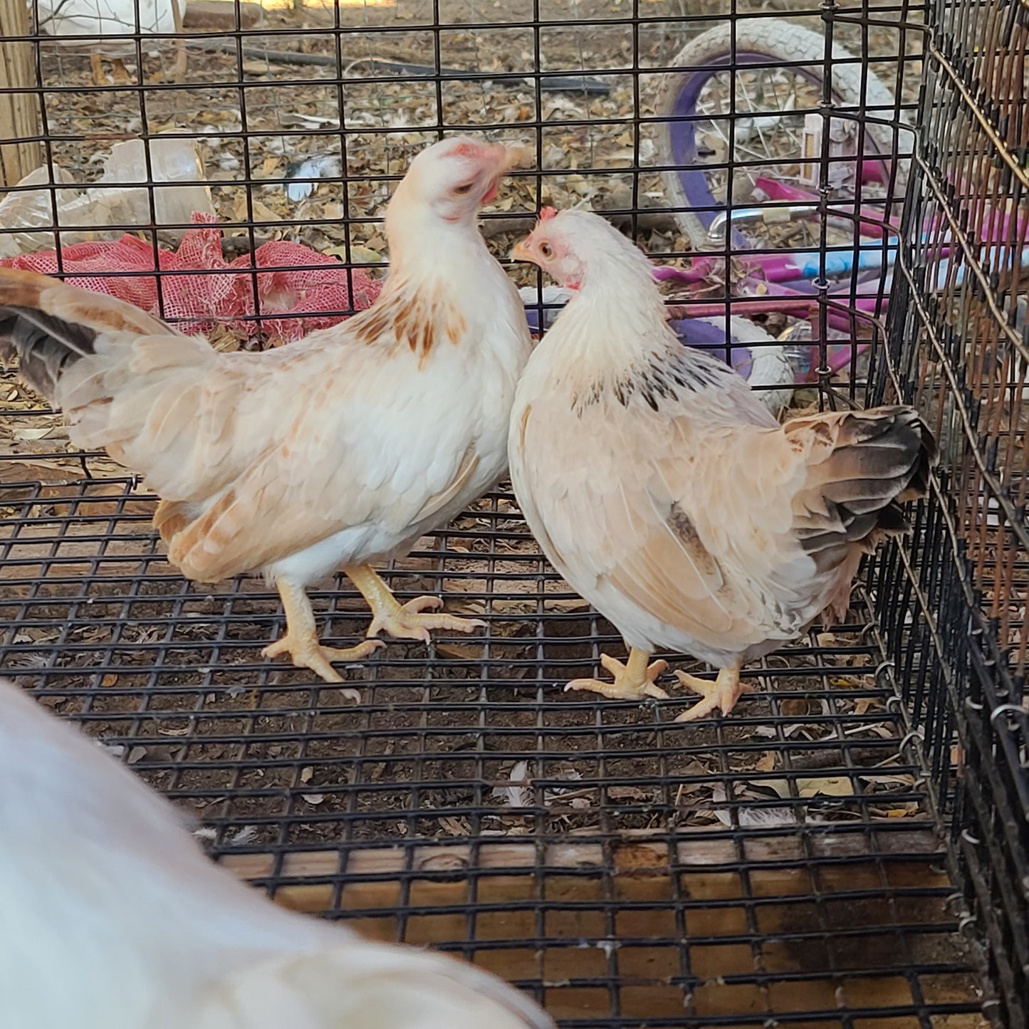 Ayam Serama Bantams