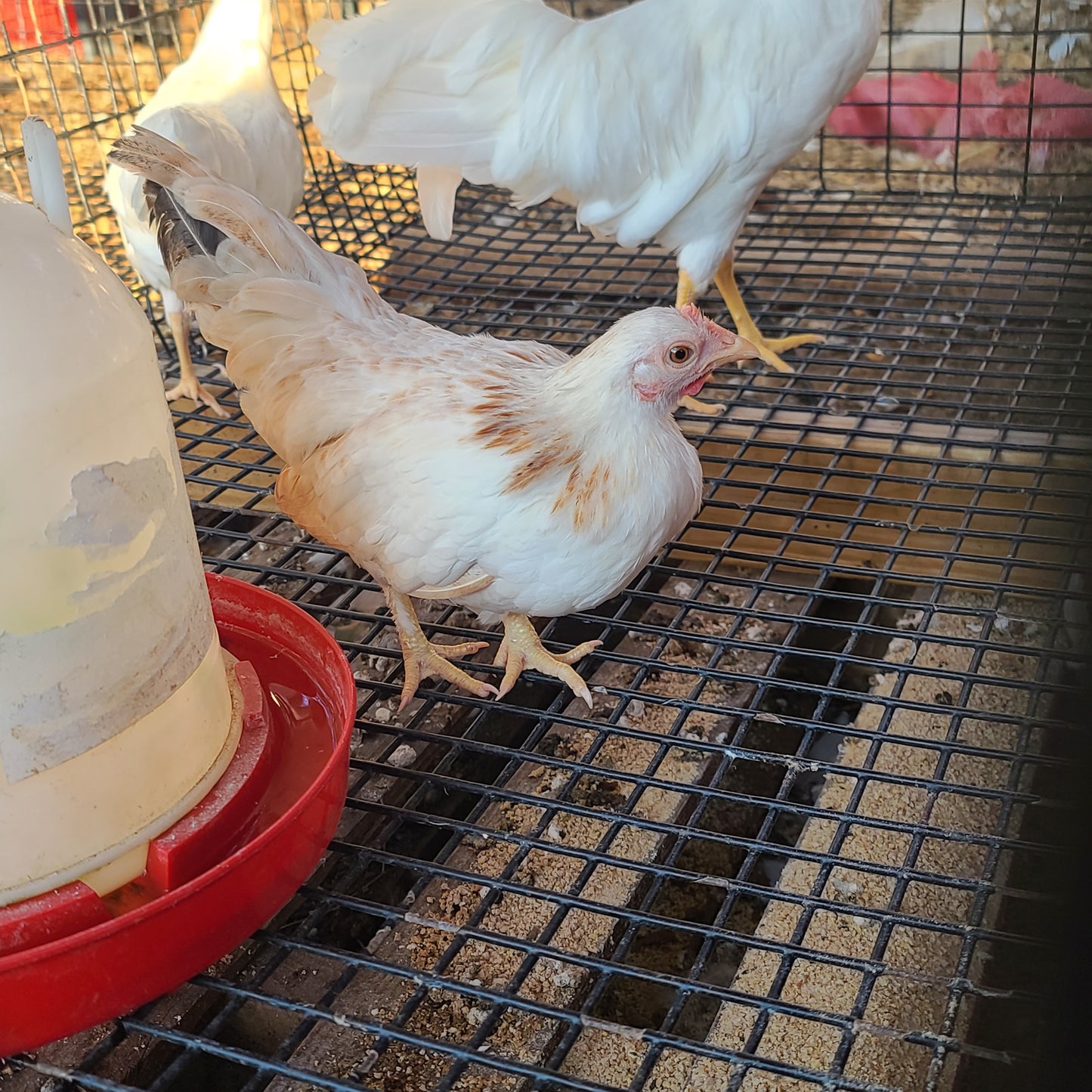 Ayam Serama Bantams