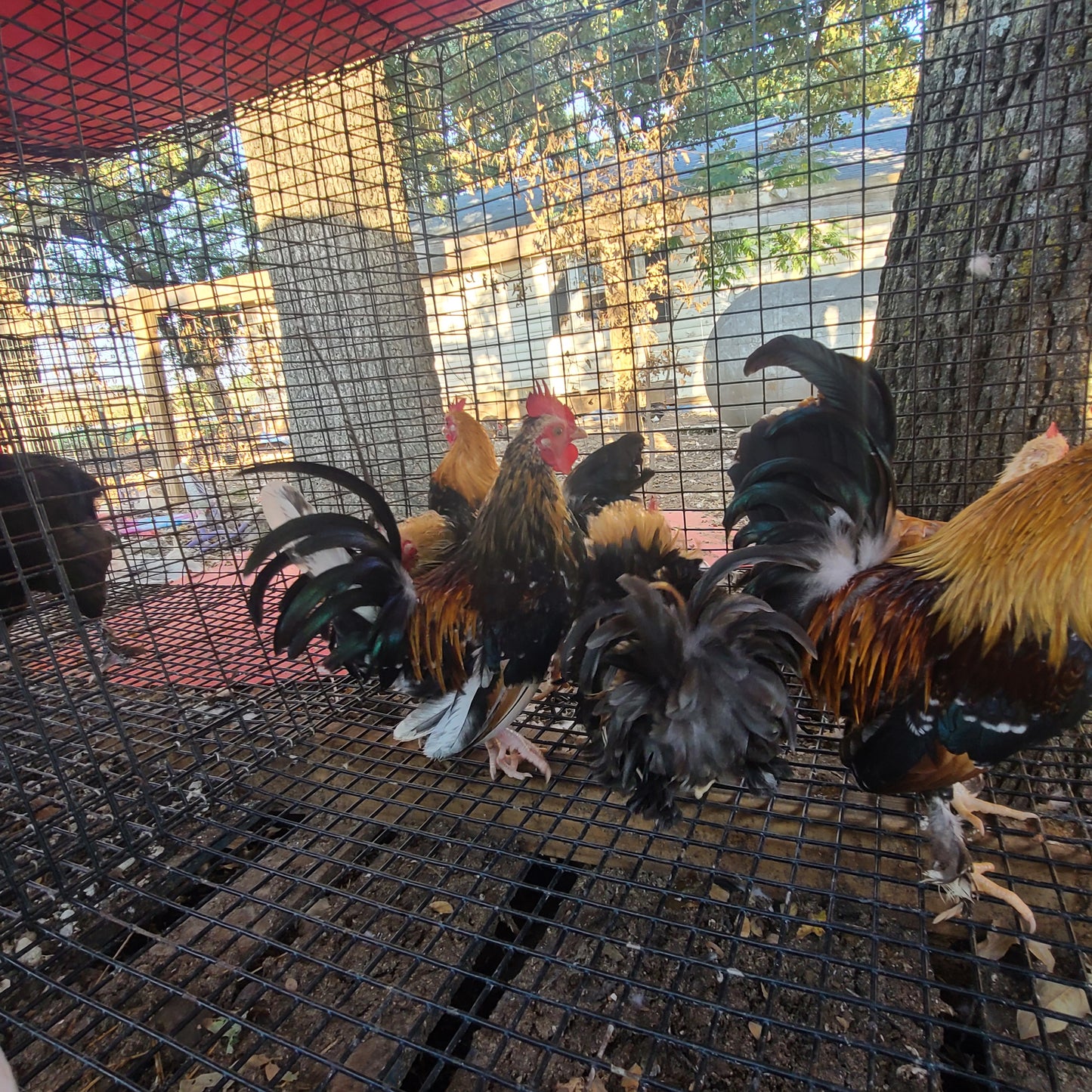 Ayam Serama Bantams