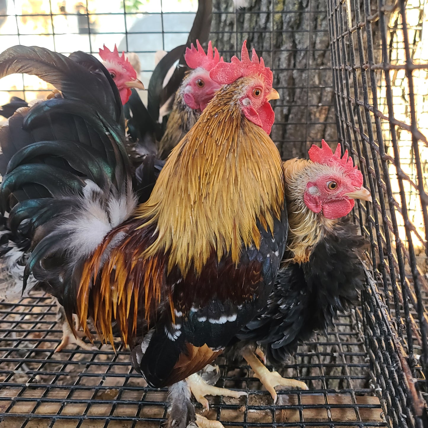 Ayam Serama Bantams