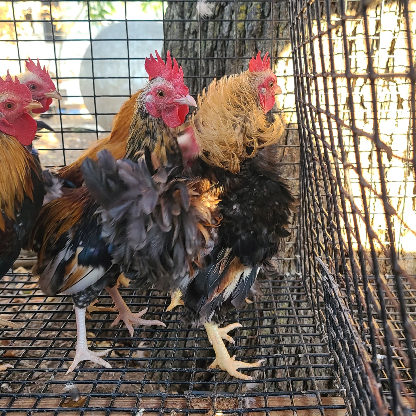 Ayam Serama Bantams