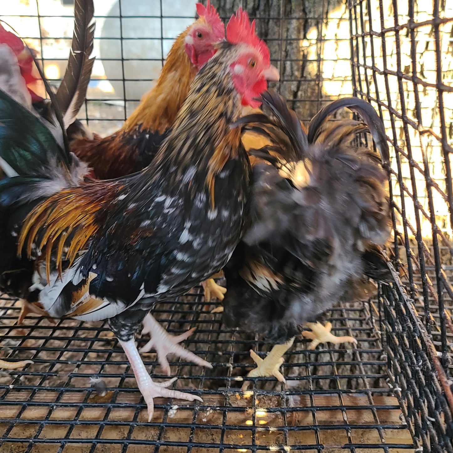 Ayam Serama Bantams