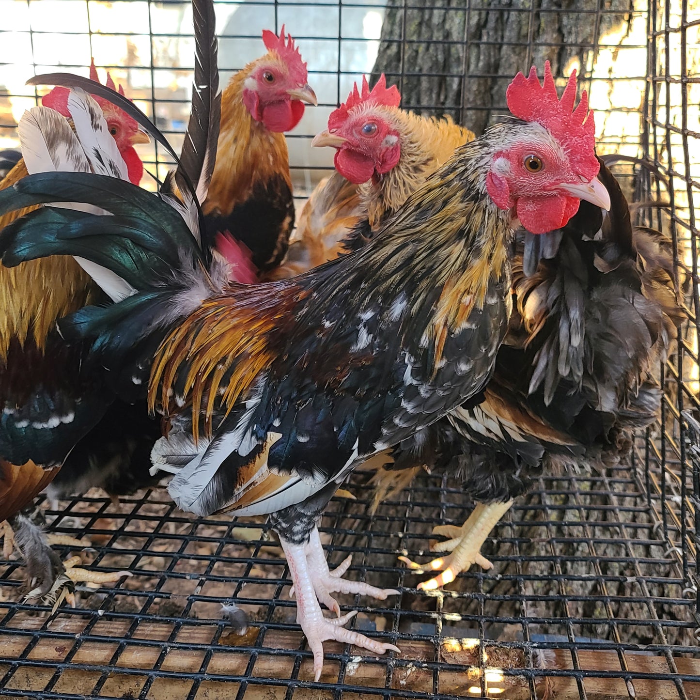 Ayam Serama Bantams