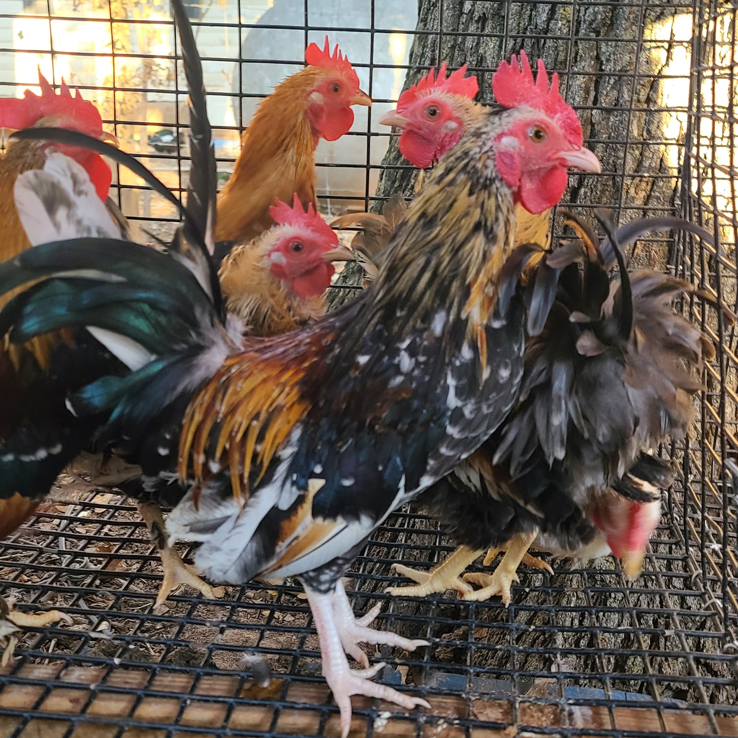 Ayam Serama Bantams