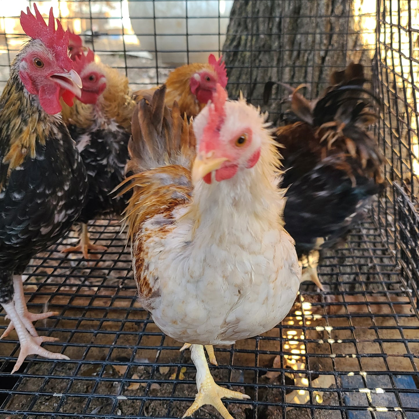 Ayam Serama Bantams