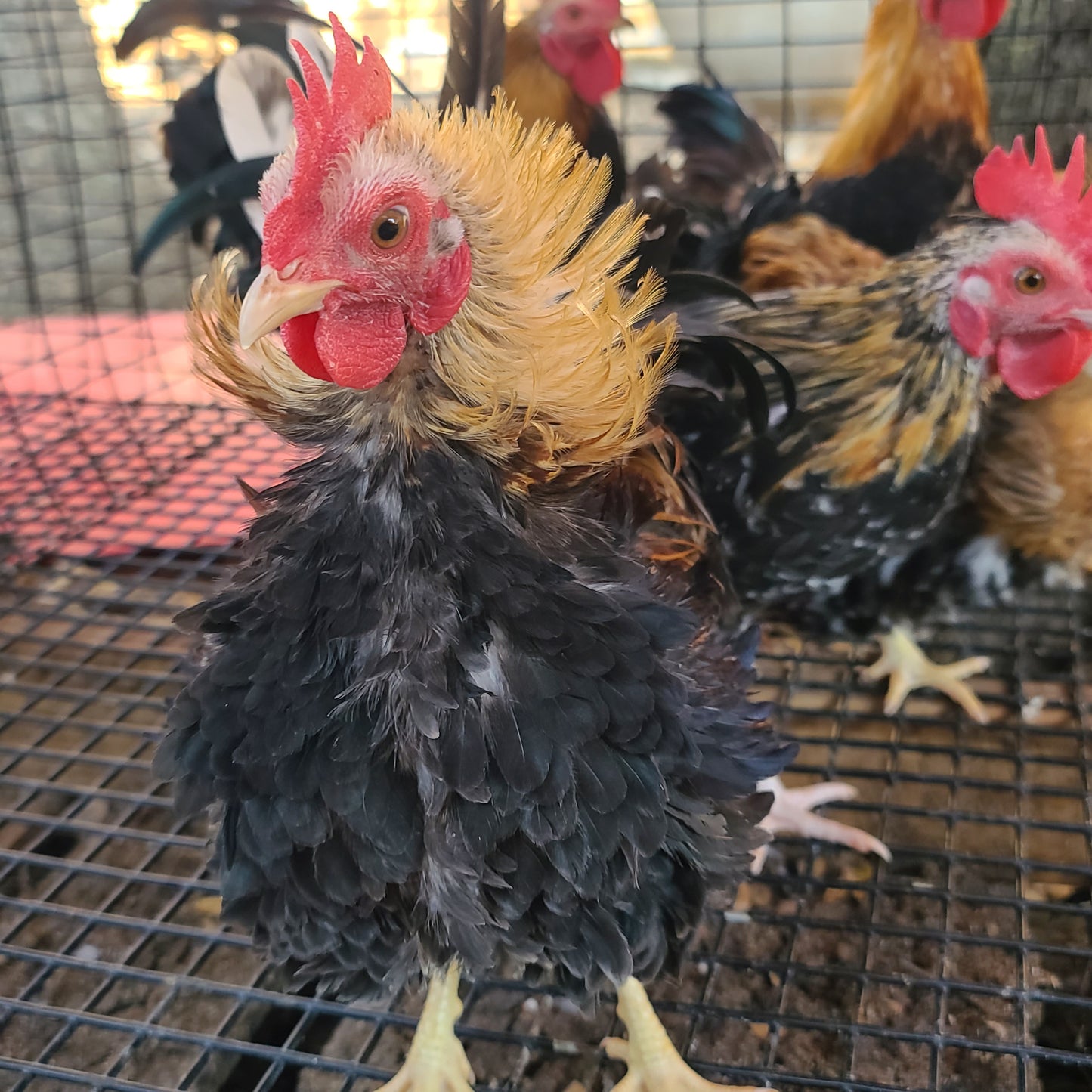 Ayam Serama Bantams