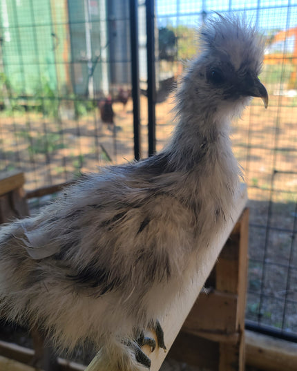 Silkie Bantam Chicks