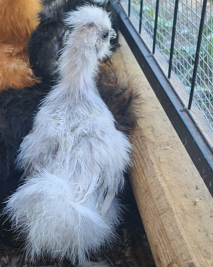 Silkie Bantam Chicks