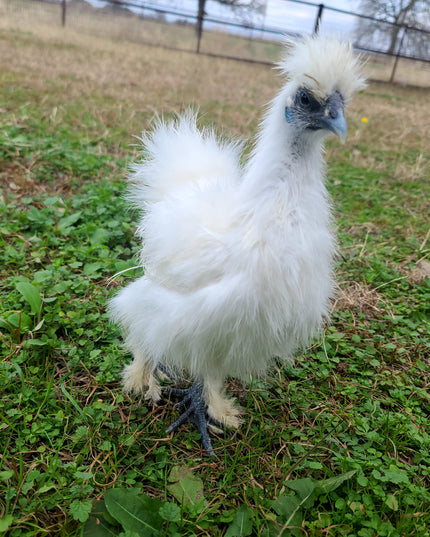 Silkie Bantam Chicks