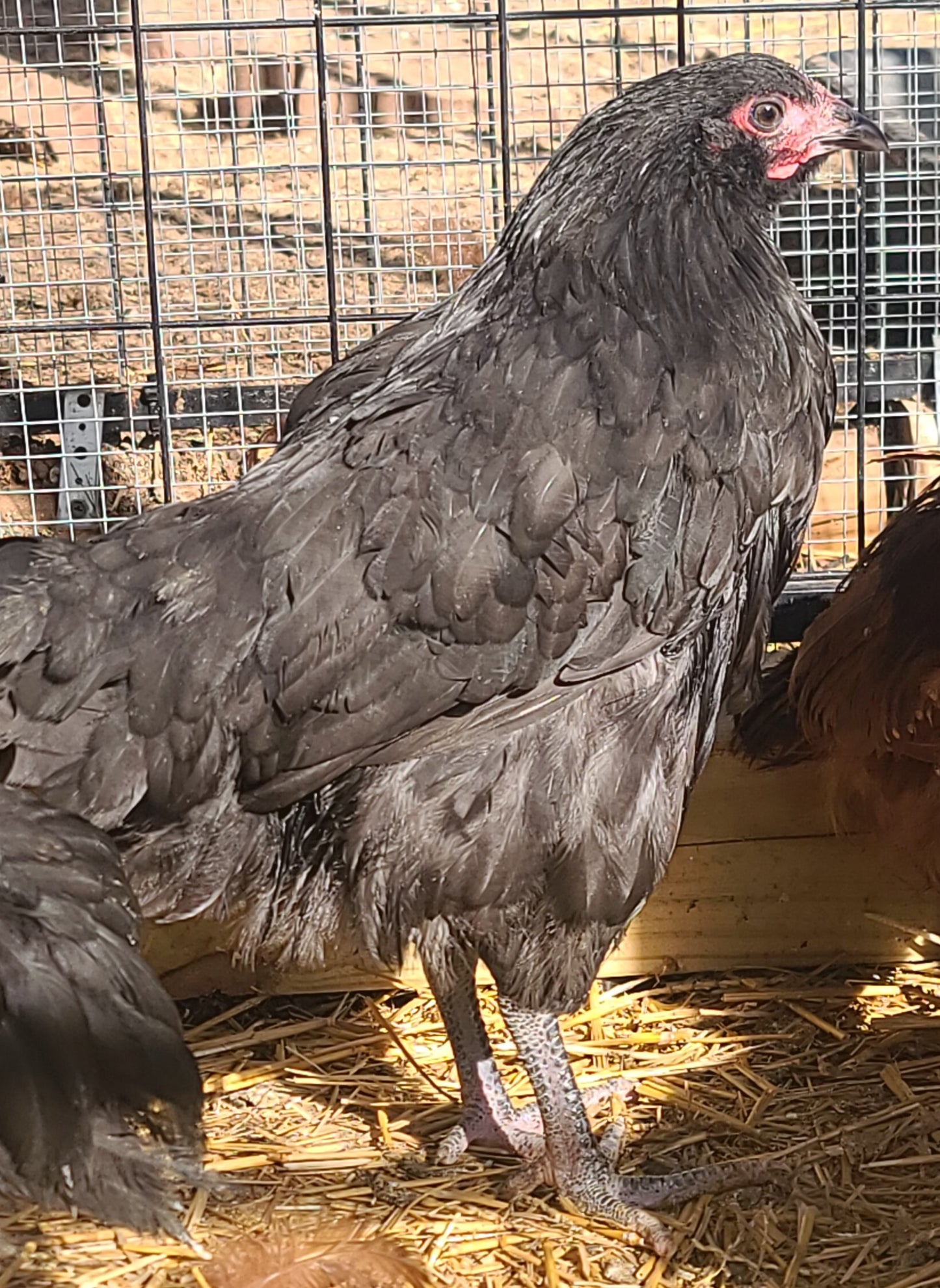 ***PREORDER*** Black Australorps Day Old Chicks