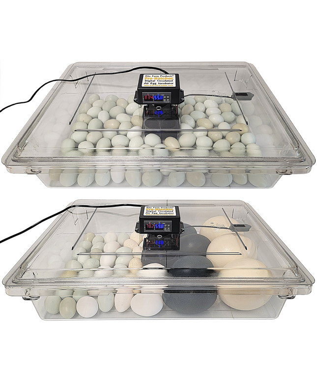 Rite Farm Products PRO Hatcher Incubator for Egg Tray Transfer from Cabinet Incubators
