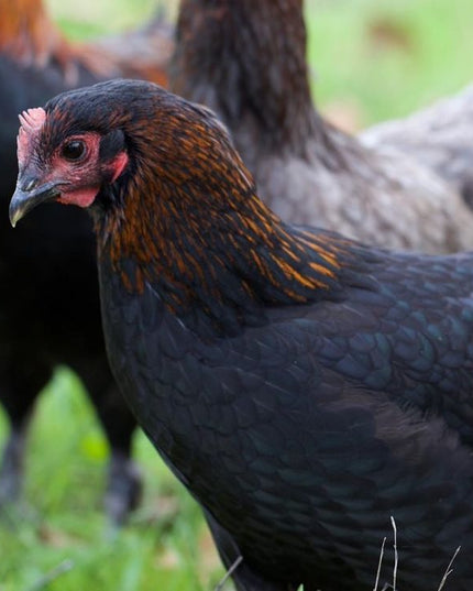 French Black Copper Maran Started Pullets